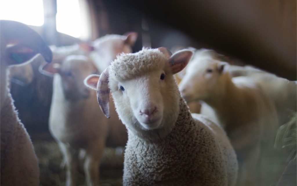lammetjes-kijken