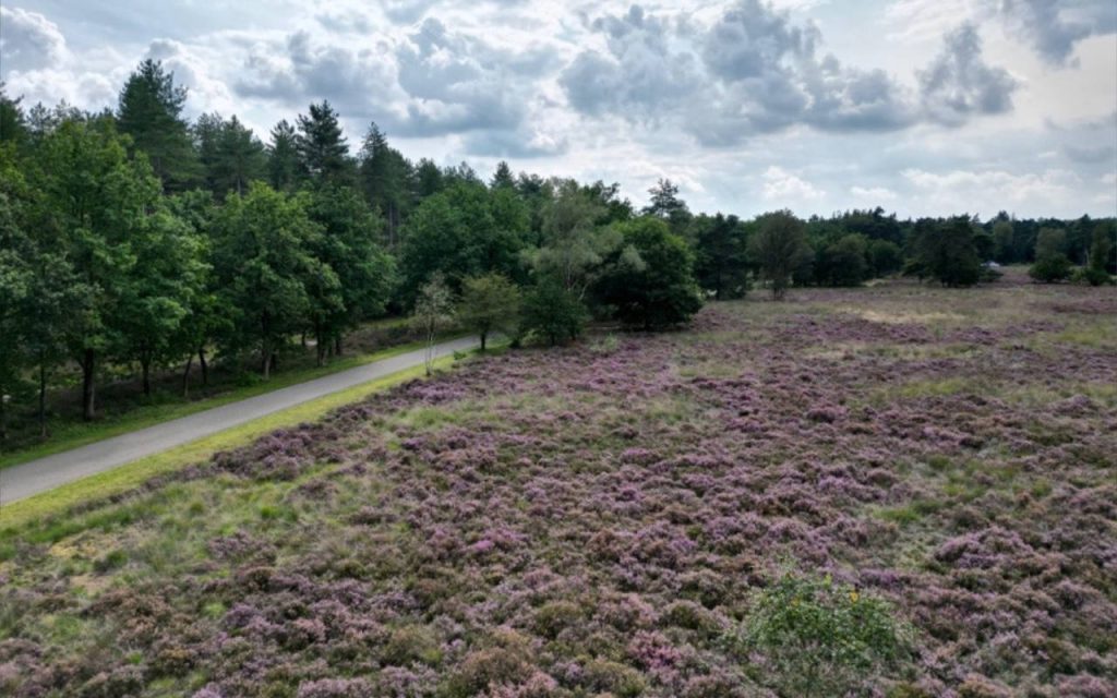 Picknick Den Treek Henschoten