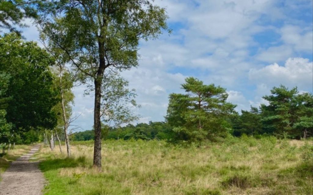 Picknick Kaapse Bossen
