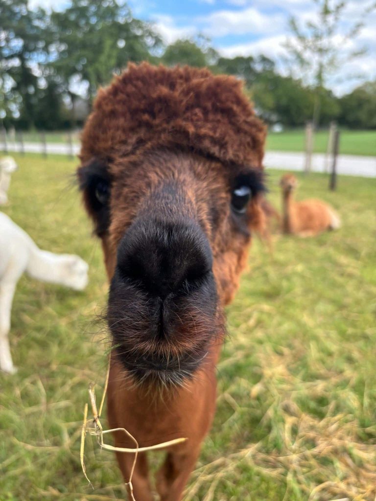 Alpaca Lunch 2