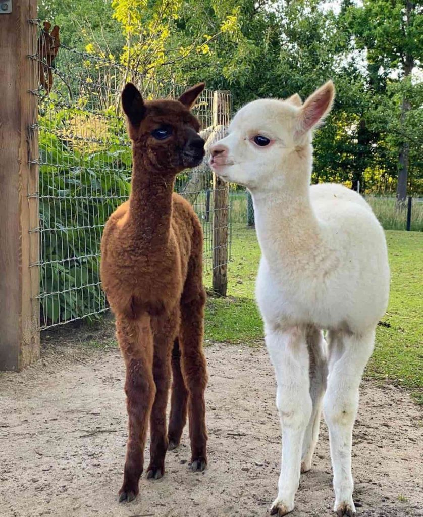Alpaca Borrel 4